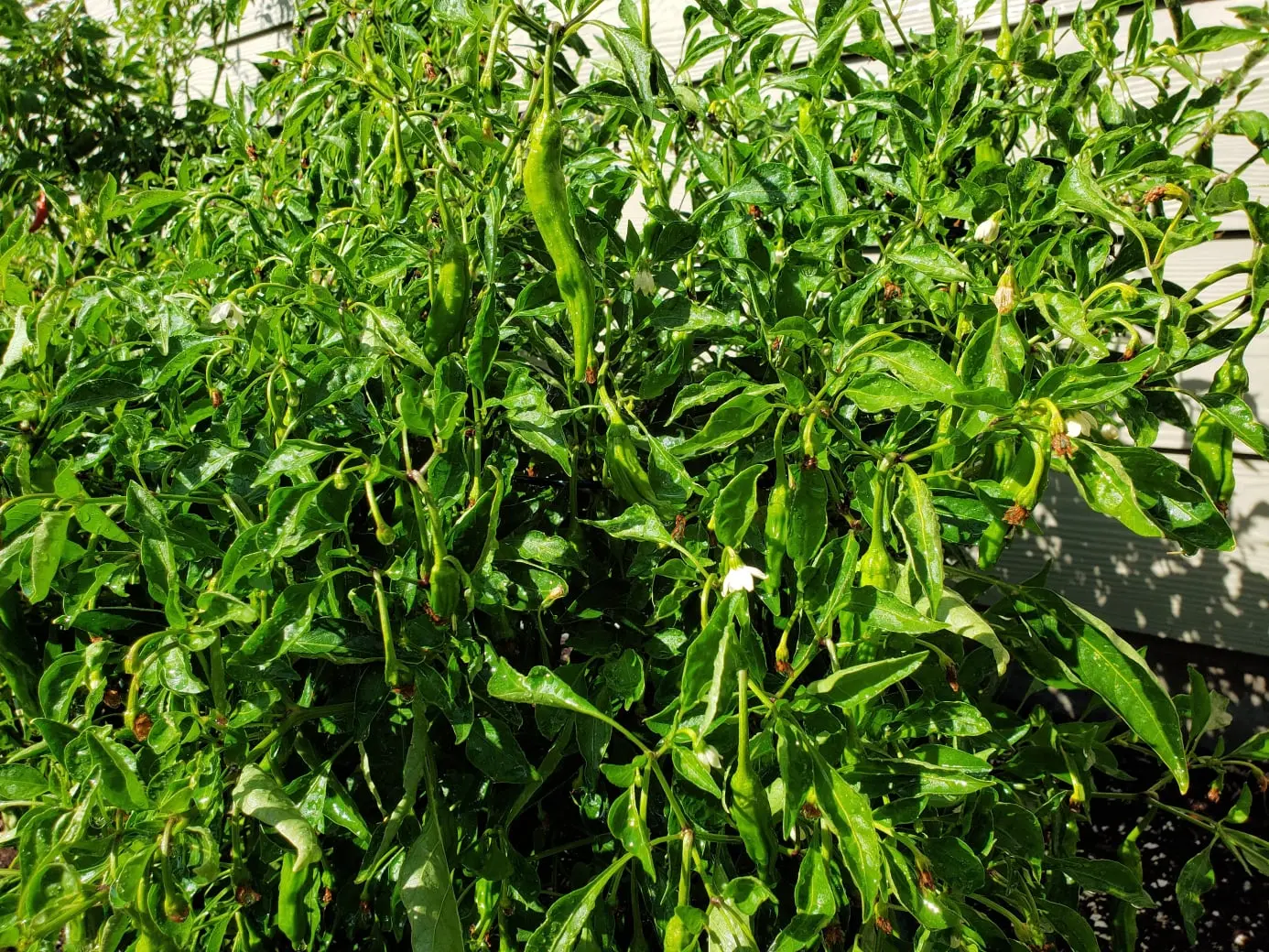 preparing pepper leaves